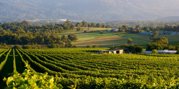 Vagabond Explores: A Glass-by-Glass Journey Through Victoria