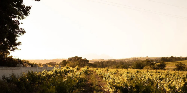 Exploring Winemaking: The Explorer Philosophy